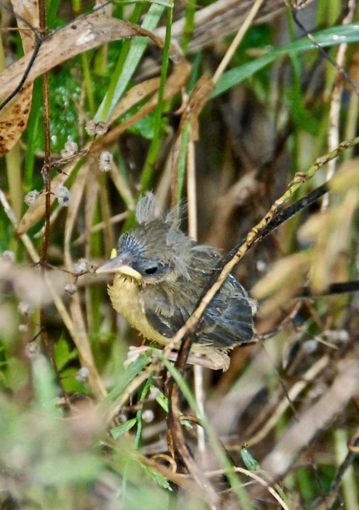 Common Yellowthroat nestling by dermoidhome is licensed under CC BY-NC-ND 2.0